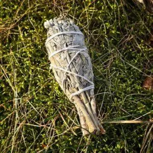 Szałwia Biała 24g - 28g - obrazek 2