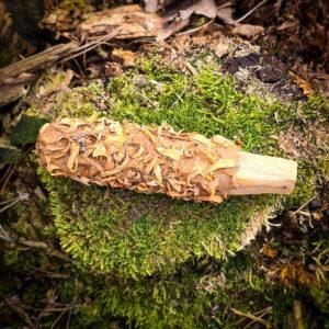 Palo Santo z kwiatami pomarańczy