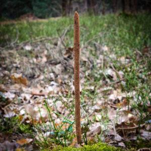 Kadzidełka handmade Dobrobyt z drewnem oliwnym i cynamonem - obrazek 4